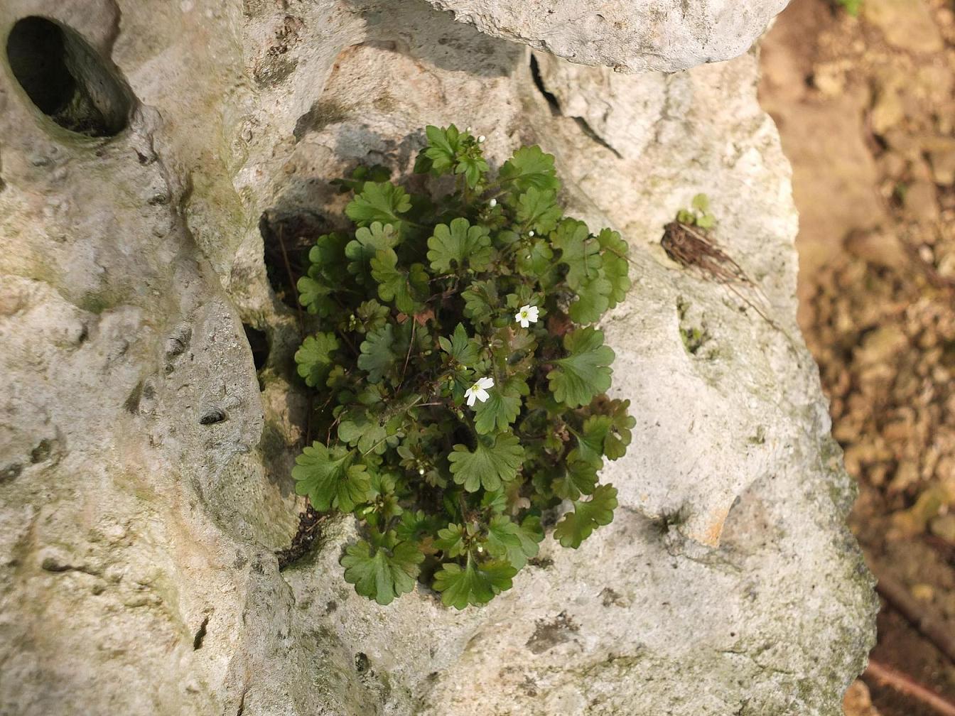 Saxifraga berica / Sassifraga dei Colli Berici